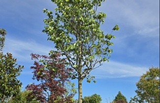 Afbeelding Judasboom - Cercis siliquastrum 'Alba'