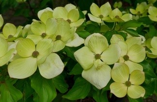 Afbeelding Japanse grootbloemige kornoelje 'Venus' - Cornus kousa 'Venus'