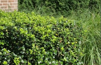 Afbeelding Blauwe hulst - Ilex meserveae 'Blue Prince'