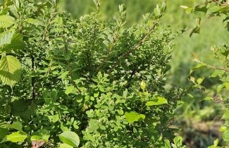 Afbeelding Spierstruik 'Grefsheim' - vakbeplanting - Spiraea x cinerea 'Grefsheim'