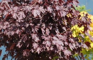 Afbeelding Roodbladige Noorse Esdoorn - Acer platanoides 'Crimson Sentry'