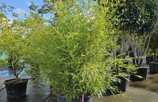 Afbeelding Bamboe - Phyllostachys aurea
