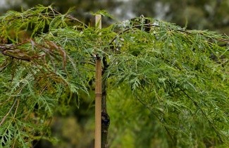 Afbeelding Japanse Esdoorn 'Dissectum' - Acer palmatum 'Dissectum'