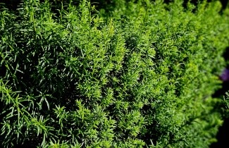 Afbeelding Taxus 'Hicksii' - Taxus media 'Hicksii'