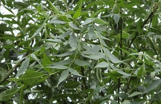 Afbeelding Smalbladige Es - Fraxinus angustifolia 'Raywood'