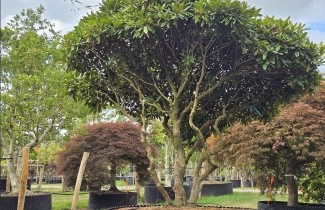 Afbeelding Rhododendron jacksonii - Rhododendron jacksonii