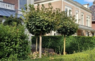Afbeelding Bolesdoorn - Acer platanoides 'Globosum'