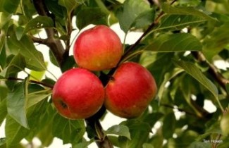 Afbeelding Appel 'Notaris'  - Malus domestica 'Notaris'