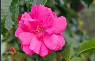 Afbeelding Klimroos 'Heidetraum Plus' - Rosa 'Heidetraum Plus'