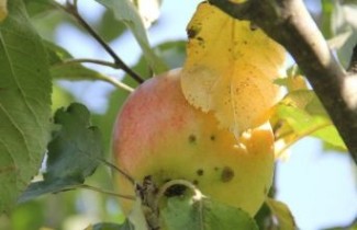 Afbeelding Appelboom 'Notarisappel' - Malus dom. 'Notarisappel'- meerstammig