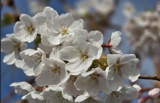 Afbeelding Yoshinokers - Prunus x yedoensis