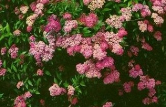 Afbeelding Spierstruik 'Anthony Waterer' - vakbeplanting - Spiraea japonica 'Anthony Waterer'