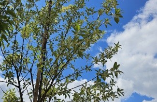 Afbeelding Olijfwilg - Elaeagnus commutata 'Zempin'