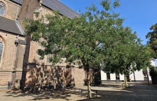 Afbeelding Honingboom - Sophora japonica (Styphnolobium japonicum)