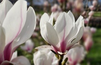 Afbeelding Magnolia - Magnolia soulangeana