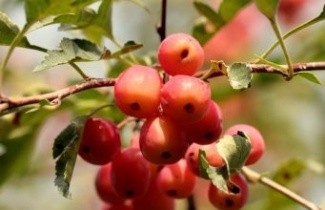 Afbeelding Sierappel 'Mandarin' - Malus toringoides 'Mandarin'