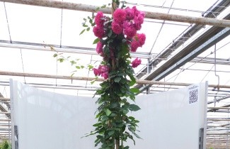 Afbeelding Klimroos ‘Laguna’ - Rosa ‘Laguna’