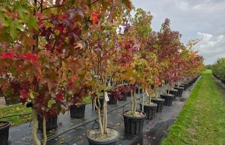 Afbeelding Amberboom - Liquidambar styraciflua