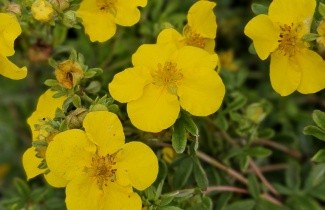 Afbeelding Ganzerik 'Goldteppich' - Potentilla fruticosa 'Goldteppich'