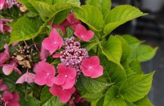 Afbeelding Hortensia 'Teller Red' - Hydrangea   macrophylla 'Teller Red'