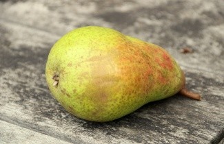 Afbeelding Handpeer 'Clapp's Favorite' - Pyrus communis 'Clapp's Favorite'