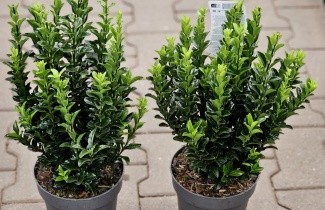 Afbeelding Japanse kardinaalsmuts - Euonymus japonica 'Green Spire'