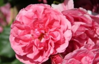Afbeelding Roos 'Rosarium Uetersen' - Rosa 'Rosarium Uetersen'