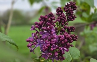Afbeelding Sering 'Ruhm von Horstenstein' - Syringa vulgaris 'Ruhm von Horstenstein'