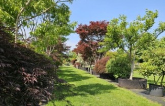Ondersteunende afbeelding voor categorie Meerstammige bomen