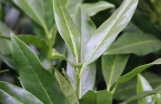 Afbeelding Laurierkers 'Herbergii' - Prunus laurocerasus 'Herbergii'