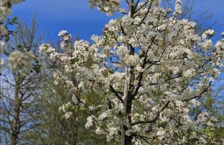Afbeelding Sierappel 'Red Sentinel' - Malus 'Red Sentinel'
