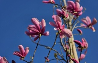 Afbeelding Magnolia 'Galaxy' - Magnolia 'Galaxy'