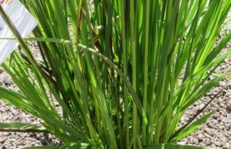Afbeelding Pijpestrootje 'Windspiel' - Molinia arundinacea 'Windspiel'