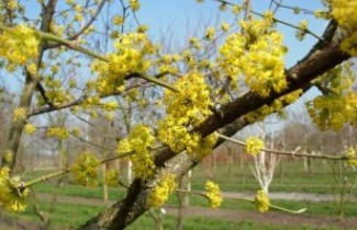 Afbeelding Gele Kornoelje - Cornus mas