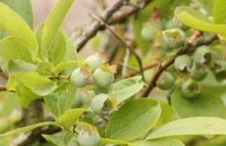 Afbeelding Amerikaanse Bosbes 'Chandler' - Vaccinium corymbosum 'Chandler'