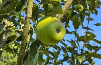 Afbeelding Appel 'Bloemeezoet' - Malus domestica 'Bloemeezoet'