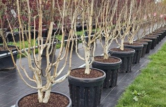 Afbeelding Himalaya Berk - Betula utilis 'Doorenbos'