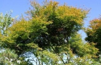 Afbeelding Japanse Esdoorn 'Seiryu' - Acer palmatum 'Seiryu'