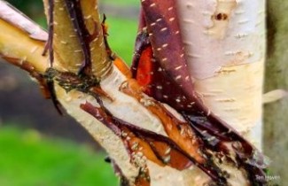 Afbeelding Koreaanse Berk - Betula costata