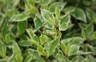 Afbeelding Kornoelje 'Elegantissima'  - Cornus alba 'Elegantissima'