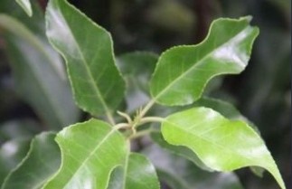 Afbeelding Portugese Laurierkers - Prunus lusitanica 'Brenelia'