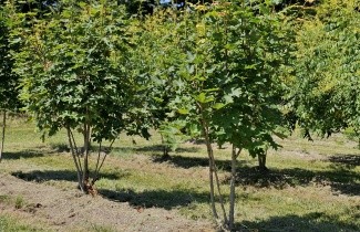 Afbeelding Zilveresdoorn - Acer saccharinum