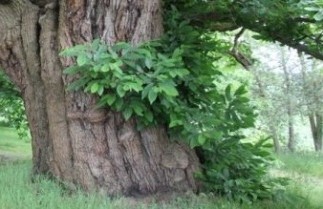 Afbeelding Tamme Kastanje - Castanea sativa