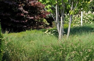 Afbeelding Lampenpoetsersgras 'Hameln' - Pennisetum alopecuroides 'Hameln'