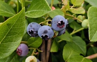 Afbeelding Blauwe bes 'Duke' - Vaccinium corymbosum 'Duke'