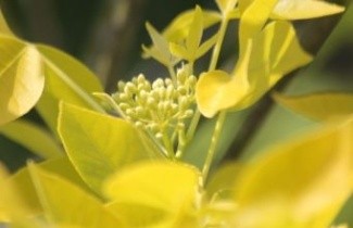 Afbeelding Lederstruik - Ptelea trifoliata 'Aurea'