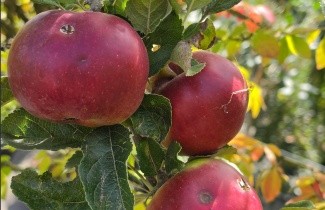Afbeelding Appel 'Idared' - Malus domestica 'Idared'