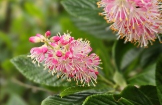 Afbeelding Schijnsels 'Pink Spire' - Clethra alnifolia 'Pink Spire'