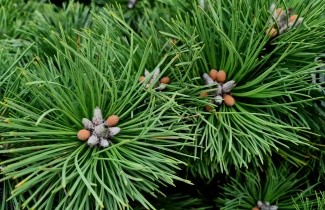 Afbeelding Dwerg Oostenrijkse den 'Nana' - Pinus nigra 'Nana'
