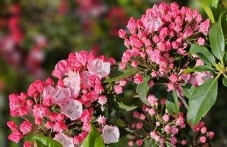 Afbeelding Lepelboom - Kalmia latifolia